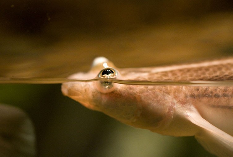 عکس | از ماهی 4 چشم تا میگویی که نور قطبی را میبیند!