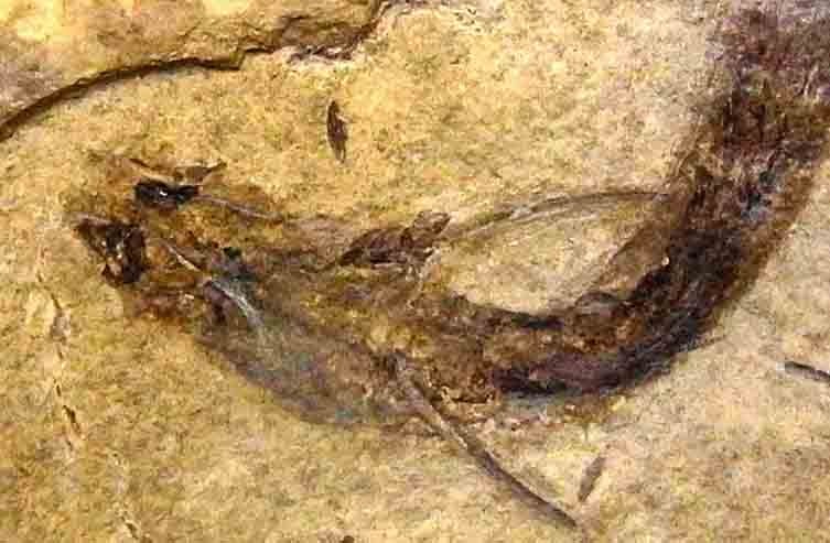 عکس | از ماهی 4 چشم تا میگویی که نور قطبی را میبیند!