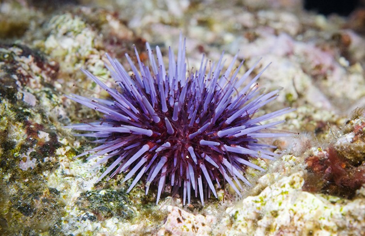 عکس | از ماهی 4 چشم تا میگویی که نور قطبی را میبیند!