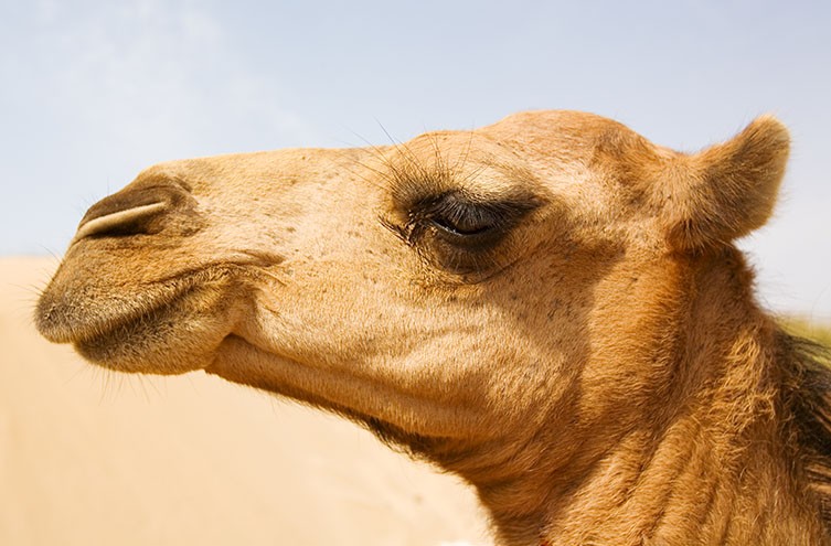 عکس | از ماهی 4 چشم تا میگویی که نور قطبی را میبیند!