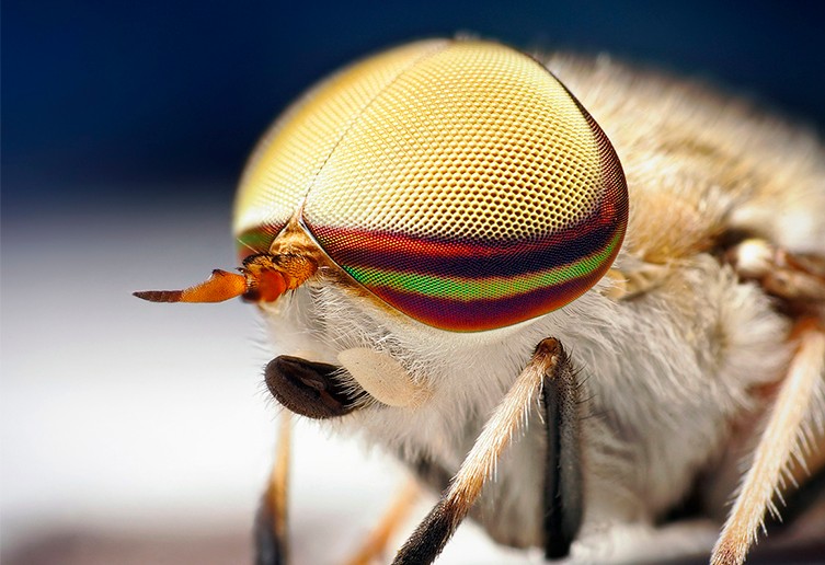 عکس | از ماهی 4 چشم تا میگویی که نور قطبی را میبیند!