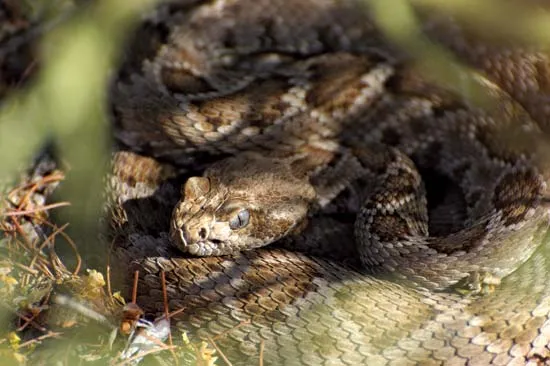 عکس | این مار سمی در شمالغربی ایران ساکن است!