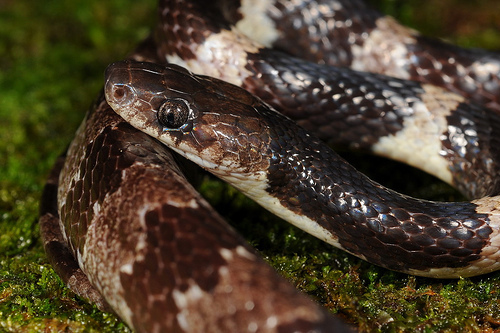 عکس | این مار سمی در شمالغربی ایران ساکن است!