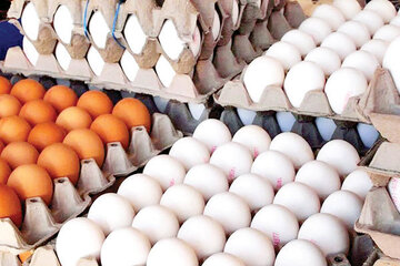کشف ۱۲ تن تخم مرغ فاقد مجوز در سرخه 
