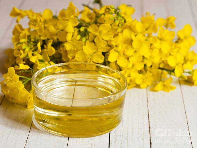 فواید فوقالعاده «روغن کلزا» که کمتر به گوشتان خورده