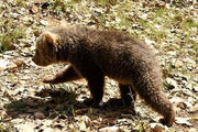 ببینید | قدم زدن توله خرس در ارتفاعات مازندران