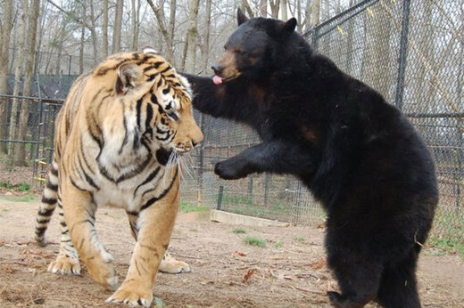 ببینید | لحظه ترسناک حمله خرس سیاه به ببر غول‌پیکر