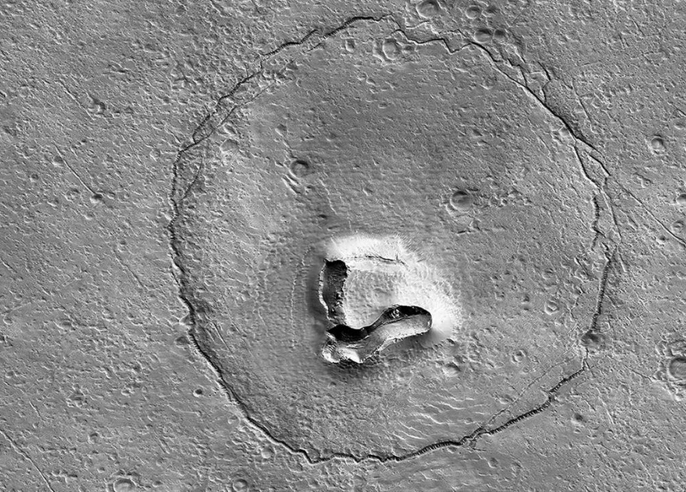 چهره تماشایی خرسی که در مریخ پیدا شد / عکس