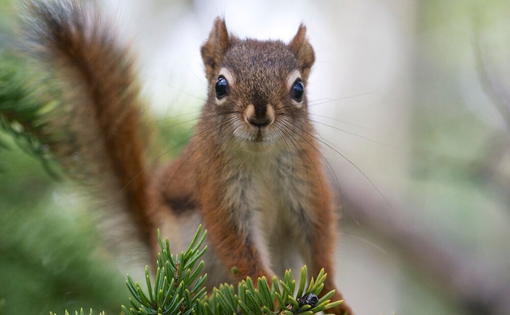 قمار بزرگ جوندگان کوچک روی مرگ و زندگی