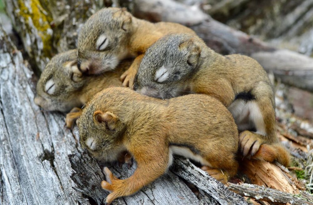 سنجابها هم قمار می کنند، اما چطور؟