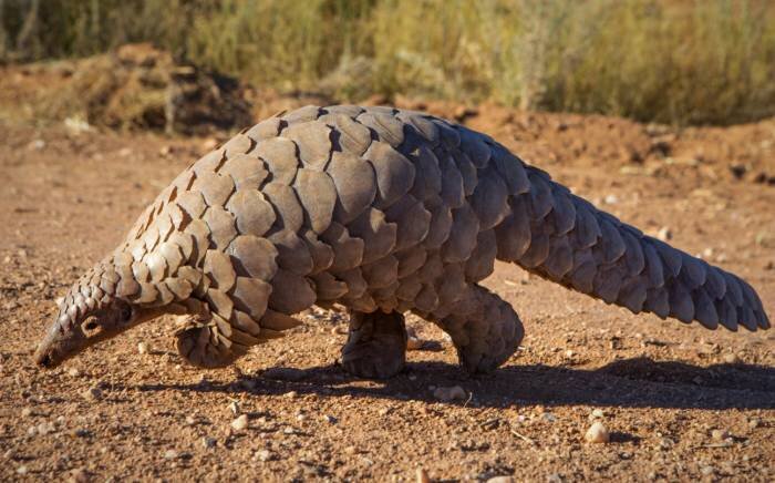 عکس | پانگولین، جانوری که شبها زیست میکند و فقط یک فرزند بهدنیا میآورد