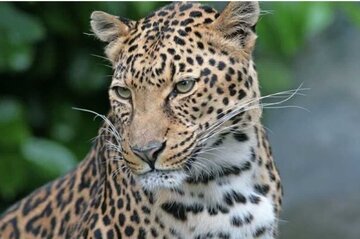 تصویربرداری از پلنگ ایرانی در ارتفاعات گیلان