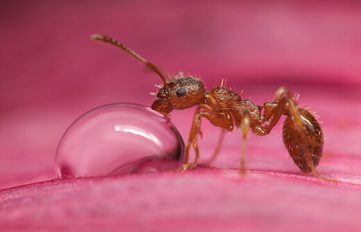 توانایی حیرت‌آور مورچه‌ها در تشخیص بیماری سرطان