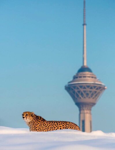 مرگ «کوشکی» یوزپلنگ پیر توران