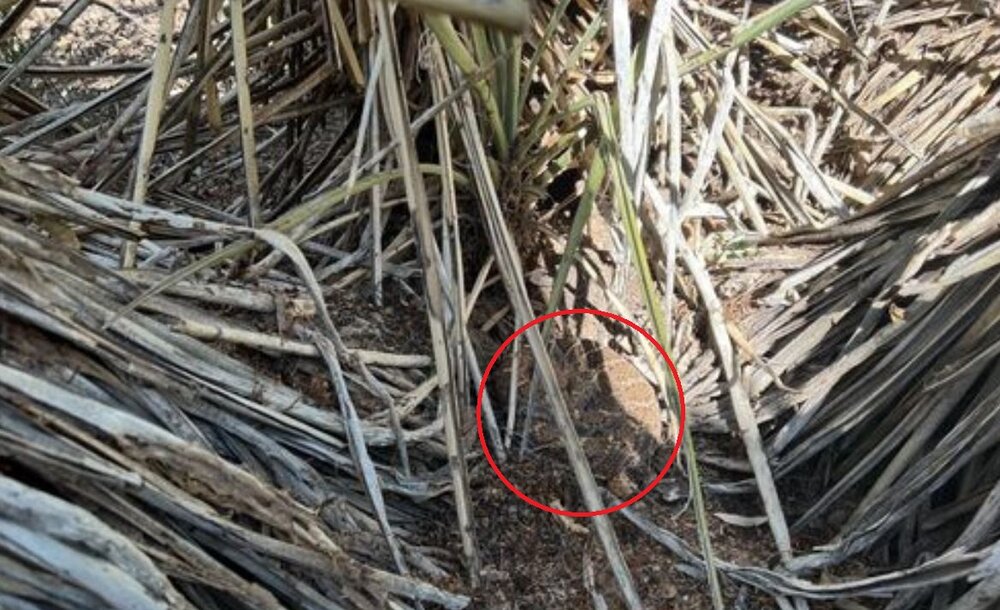 استتار کمنظیر مار زنگی که با کمک هم دیدنش دشوار است/ عکس