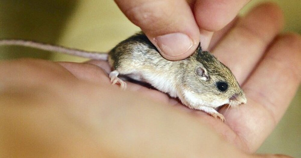 پیرترین موش جهان را بشناسید/ عکس