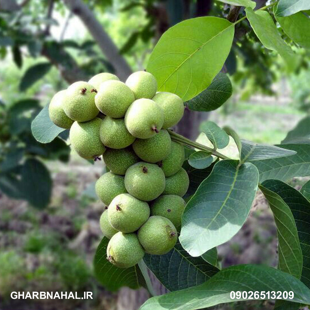 درآمدزایی و افزایش سرمایه با خرید نهال گردو