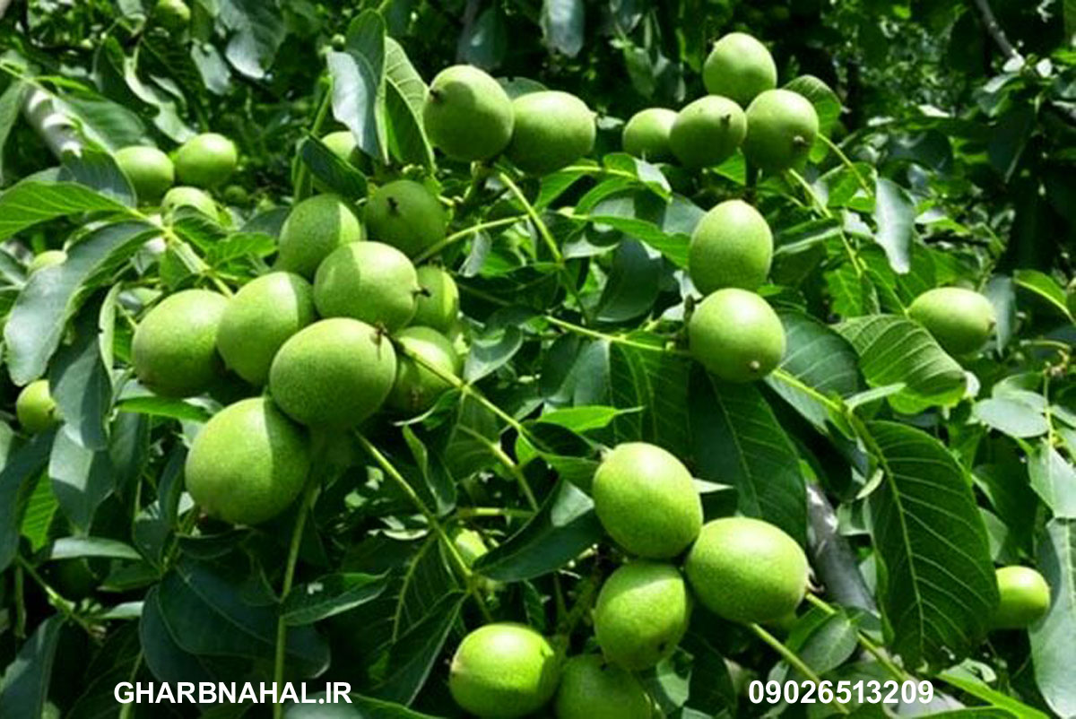 درآمدزایی و افزایش سرمایه با خرید نهال گردو