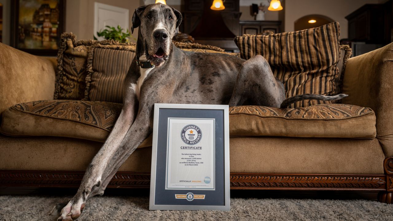  سگ غول‌پیکری که رکورددار گینس شد!