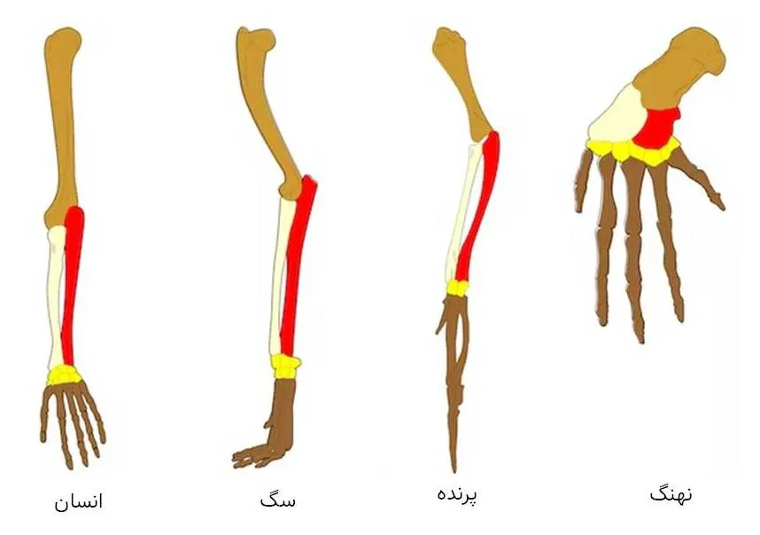 ۵ نشانه از اجداد باستانی انسان که هنوز در بدنمان یافت میشوند