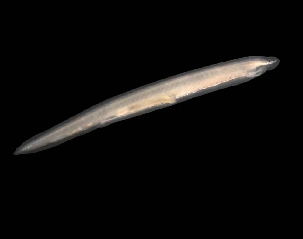 ۵ نشانه از اجداد باستانی انسان که هنوز در بدنمان یافت میشوند