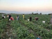 کشاورزی اصفهان بدون تامین منابع آبی توان ماندگاری ندارد