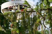 عکس | این پهپاد دی‌ان‌ای درختان را جمع‌آوری می‌کند!