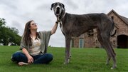 عکس | زئوس؛ سگ غول‌پیکری که رکورددار گینس شد!