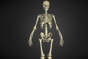 ۵ نشانه از اجداد باستانی انسان که هنوز در بدنمان یافت می‌شوند