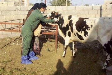 مایه کوبی دام‌های لرستان علیه تب برفکی 