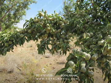 آشنایی با نهال بادام دیرگل خوشه ای مقاوم به شوری آشنایی با نهال بادام دیرگل خوشه ای مقاوم به شوری