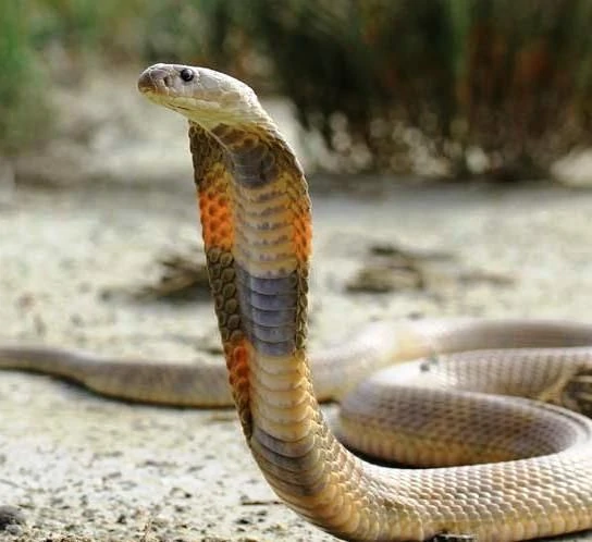 عکس| با سمیترین مار ایران، کبرای خزر آشنا شوید