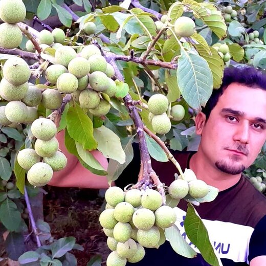 ۱۶ تن باردهی نهال گردو چگونه اتفاق می افتد؟