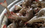 Iran's Sistan & Baluchestan reports twofold rise in shrimp harvesting, hunting