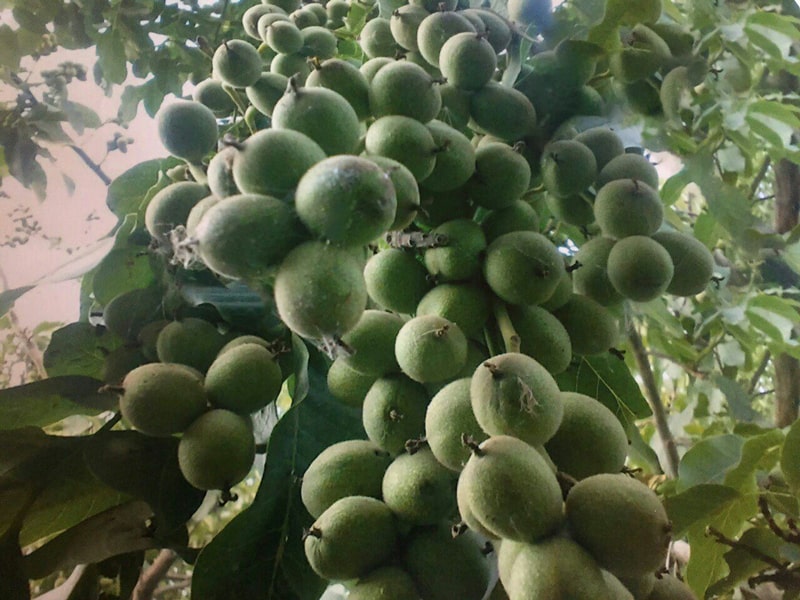 برداشت ۳۰۰ کیلو گردو از یک درخت