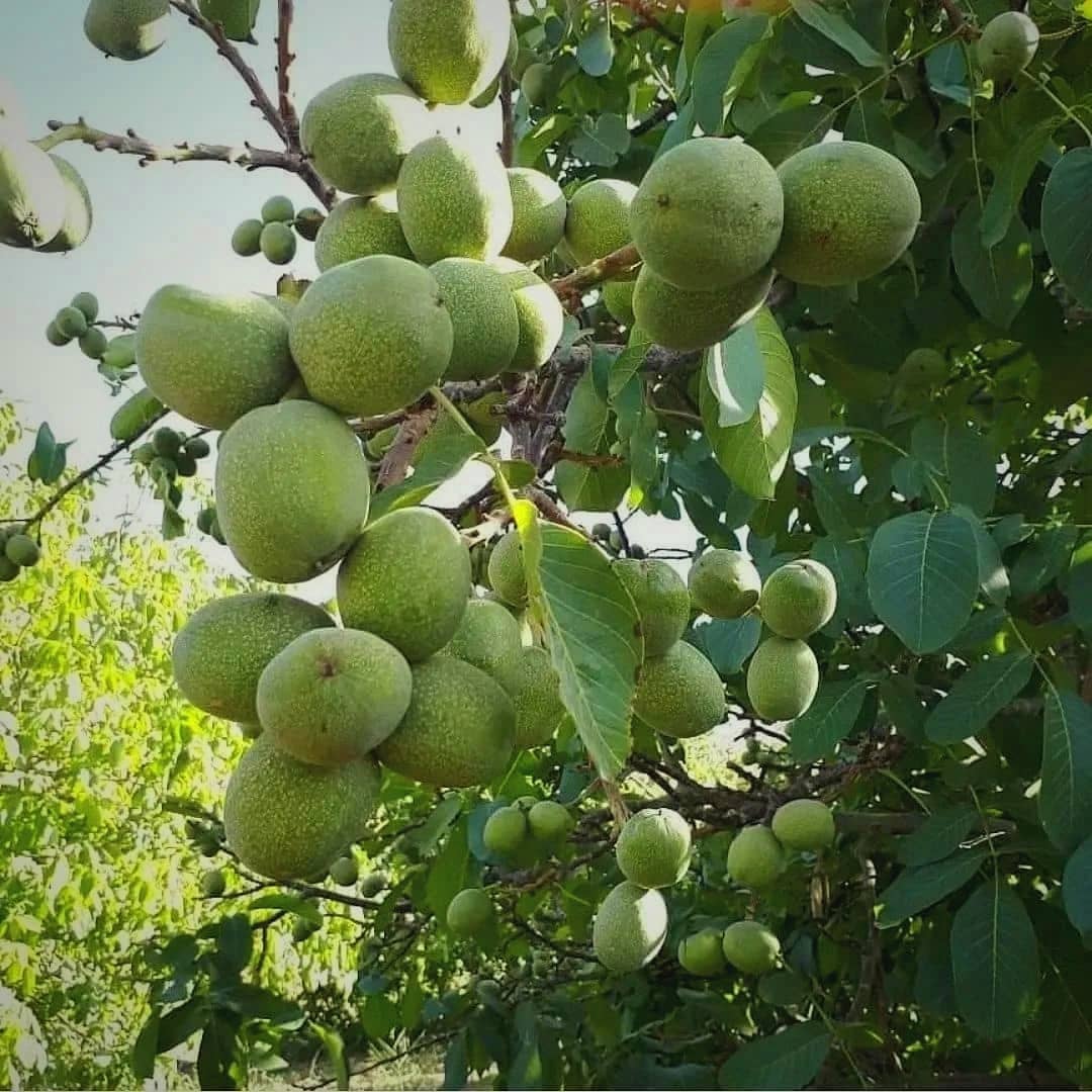 برداشت ۳۰۰ کیلو گردو از یک درخت