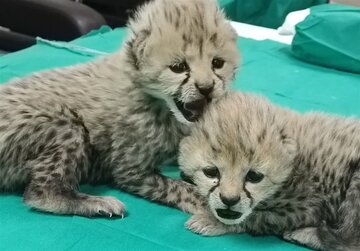 «آذر» و «توران» واکسن زدند «آذر» و «توران» واکسن زدند