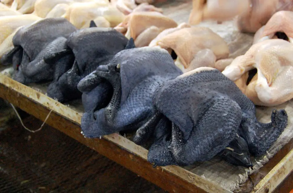 عکس| سیاهی به مغز و استخوان این مرغ نفوذ کرده!