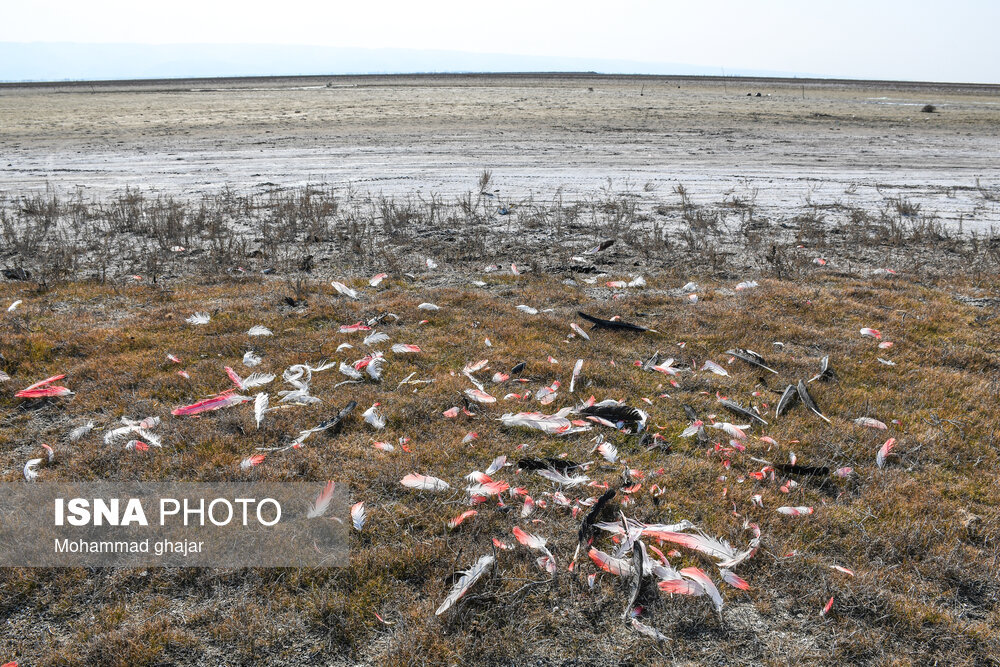 عکس | تصاویر باور نکردی از بیابانی شدن میانکاله