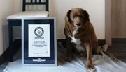 پیرترین سگ دنیا رکورد گینس را شکست