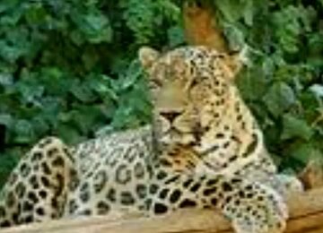 مشاهده یک قلاده پلنگ در ارتفاعات املش