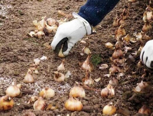 واردات پیاز آزاد شد و صادراتش قفل / واردات ۵۰ هزار تن پیاز واردات پیاز آزاد شد و صادراتش قفل / واردات ۵۰ هزار تن پیاز