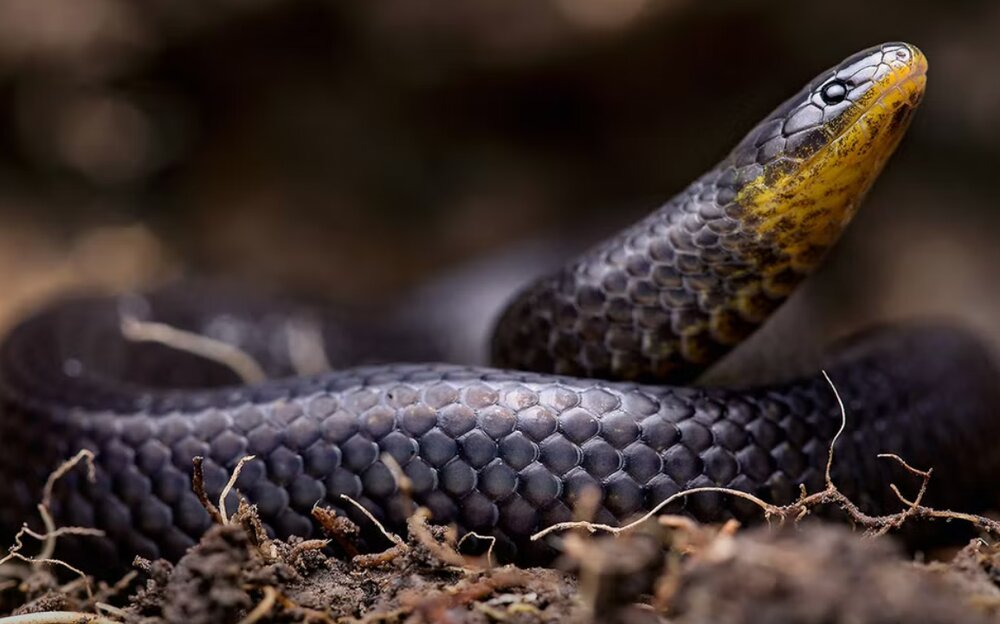 عکس| این مارهای عجیب از قبر بازگشتهاند