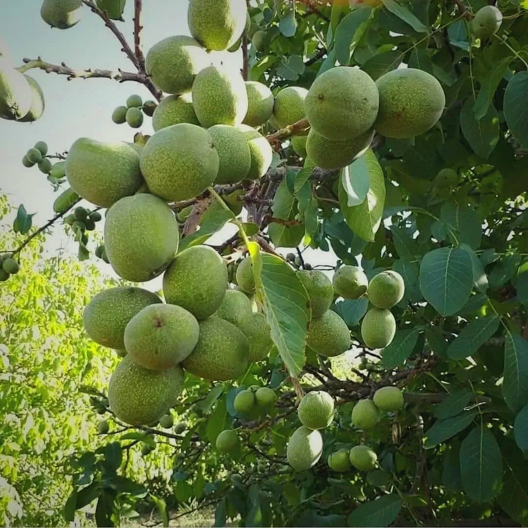 باردهی ۴۰۰ کیلو از یک درخت گردو