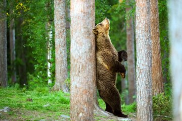 رازگشایی از یک پدیده عجیب: چرا خرس‌ها خودشان را به درختان می‌مالند؟