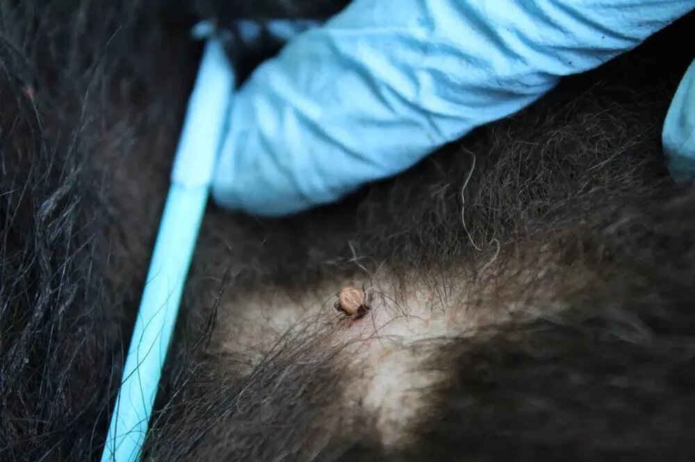 چرا خرسها خودشان را به درختان میمالند؟