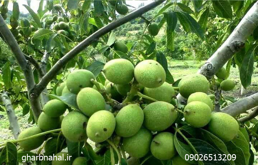 معرفی و خرید نهال گردو چندلر و فرنور مجوزدار