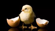 حل یک پرسش تاریخی بشری : اول مرغ بوده یا تخم‌مرغ؟
