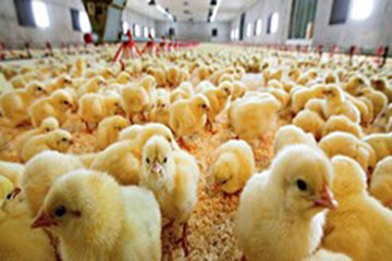 قیمت جوجه یکروزه کاهشی شد/ افزایش تولید مرغ در تابستان