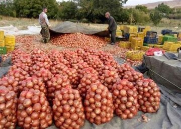 آقایان مسئول! حل همه مشکلات را بیخیال شوید؛ فقط مسئله پیاز را حل کنید!